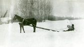 Hundar åker släde i snön på Färna herrgård, 1913