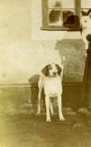 Hund på Färna herrgård, 1913