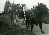 Färd med oxe och vagn på Ulvshyttans herrgård, 1915