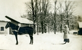 Tolkning efter häst vid Färna herrgård, ca 1920