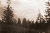 Alpgranar, 1918