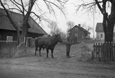 Man med tjur i Karlstorp, 1930-tal