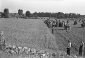 Rågskärning i Karlstorp, 1940-tal