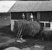 Höbärgning till ria i Karlstorp, 1940-tal