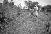 Kvinnor skär havre på Karlstorps ägor, 1940-tal