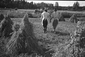 Havreskörd i Karlstorp, 1940-tal