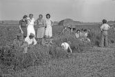 Paus i skördearbetet på Karlstorps ägor, 1940-tal