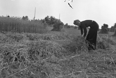 Bindning av rågkärvar i Karlstorp, 1940-tal