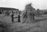 Arbete med rågskörden i Karlstorp, 1940-tal