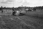 Rågskärning med självbindare i Karlstorp, 1940-tal