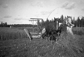 Havreskärning med självbindare i Karlstorp, 1940-tal