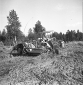 Havreskärning med självbindare i Karlstorp, 1940-tal