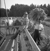 Havreskörden körs in i Karlstorp, 1940-tal