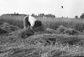 Havreskörden körs in i Karlstorp, 1940-tal