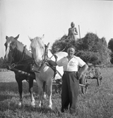 Bindning av rågkärvar i Karlstorp, 1940-tal