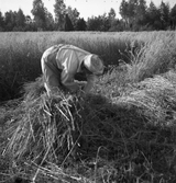 Bindning av havre i Karlstorp, 1940-tal