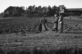 Plöjningstävling i Karlstorp, 1950