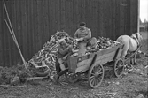 Häst med vedlass i Karlstorp, 1950-tal