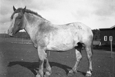 Häst i Karlstorp, 1950-tal