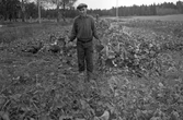 Skörd av kålrötter i Karlstorp, 1950-tal