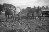 Skörd av kålrötter i Karlstorp, 1940-tal