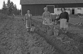 Potatisplockning i Karlstorp, 1940-tal