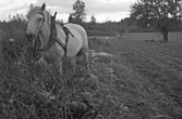 Potatisplockning i Karlstorp, 1940-tal