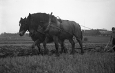 Plöjningstävling med häst i Karlstorp, 1940-tal