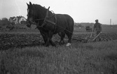 Plöjningstävling med häst i Karlstorp, 1940-tal