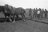 Plöjningstävling med häst i Karlstorp, 1940-tal