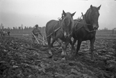 Plöjningstävling med häst i Karlstorp, 1940-tal