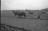 Plöjningstävling med häst i Karlstorp, 1940-tal