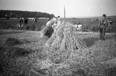 Havreskörd i Bärsta Stora Mellösa, 1940-tal