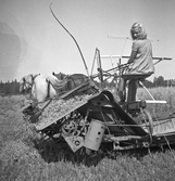 Flicka på slåttermaskin på Karlstorps ägor, 1940-tal