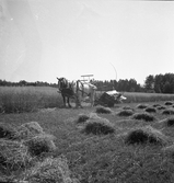 Rågskärning med självbindare i Karlstorp, 1940-tal