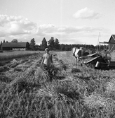 Rågskärning med självbindare i Karlstorp, 1940-tal