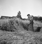 Havreskärning med lie i Karlstorp, 1940-tal