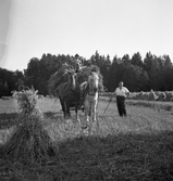 Havreskörden hämtas för tröskning, 1940-tal