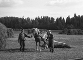 Arbete med höskörden i Karlstorp, 1950-tal