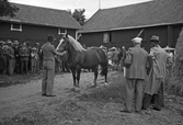 Djurauktion på Bärsta gård, 1940-tal