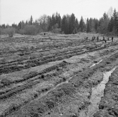 Skogsplantering i Karlstorp, 1930-tal