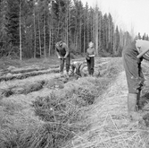 Plantering av skog vid Karlstorp, 1930-tal