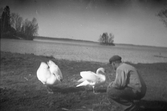 Matning av svanar vid Kvismaren, 1940-tal