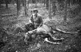 Fälld älg i skogarna kring Norrbyås, 1940-tal