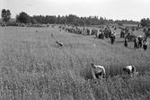 Tävling i rågskärning, 1940-tal