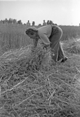 Rågsamlande för bindning av kärvar, 1940-tal