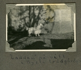 Hunden ¨Ladden¨ på vift i trädgården, 1935