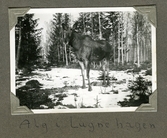 Älg i Lugnehagen i Regna, 1935