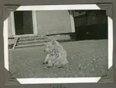 Hunden ¨Ladden¨ på grusplanen på Brevens bruk, 1936