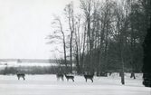 Hjortar vid Bystad, 1939